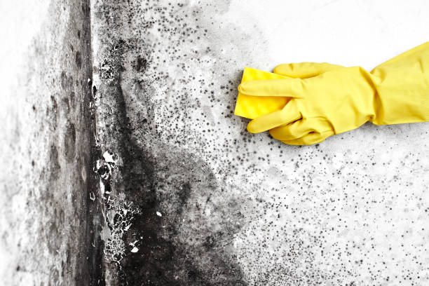 Best Black Mold Removal  in Goodview, MN