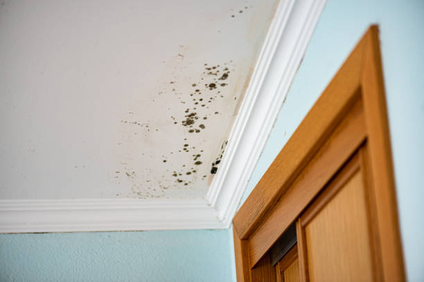 Best Mold Testing  in Goodview, MN