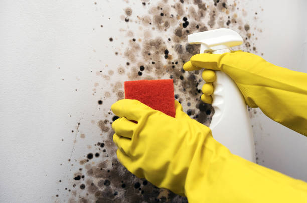 Best Certified Mold Removal  in Goodview, MN