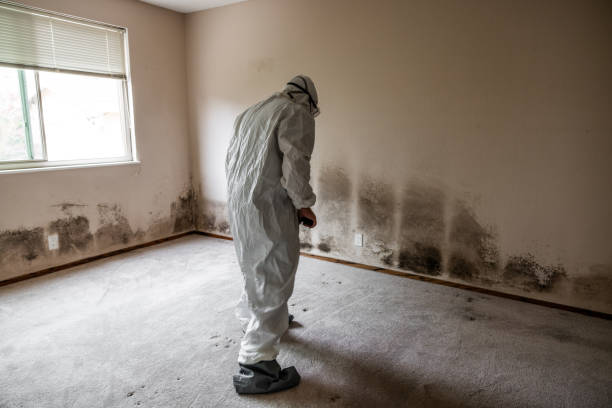 Best Attic Mold Removal  in Goodview, MN