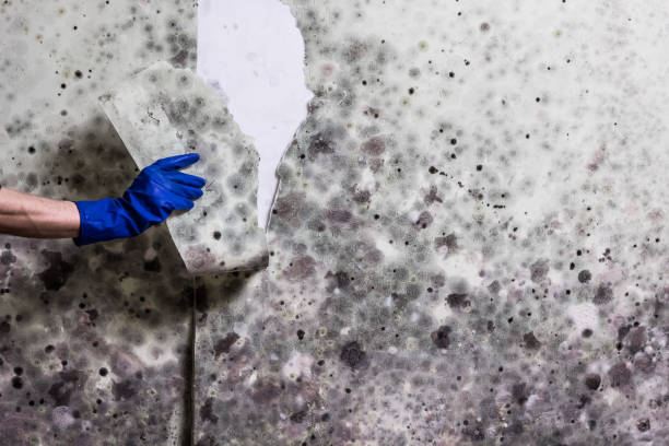 Best Crawl Space Mold Removal  in Goodview, MN