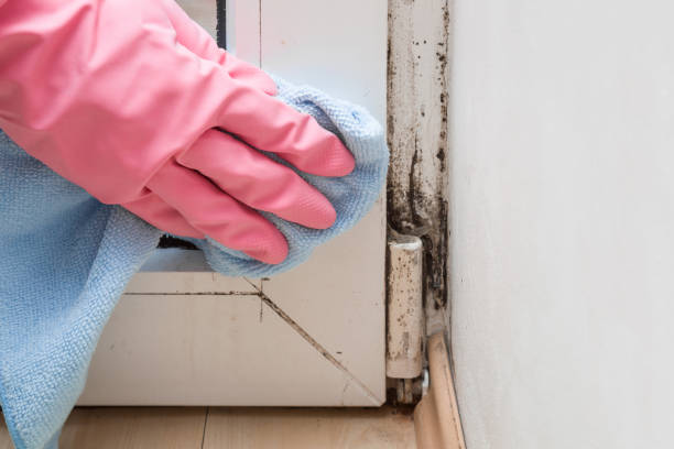 Best Mold Removal Process  in Goodview, MN