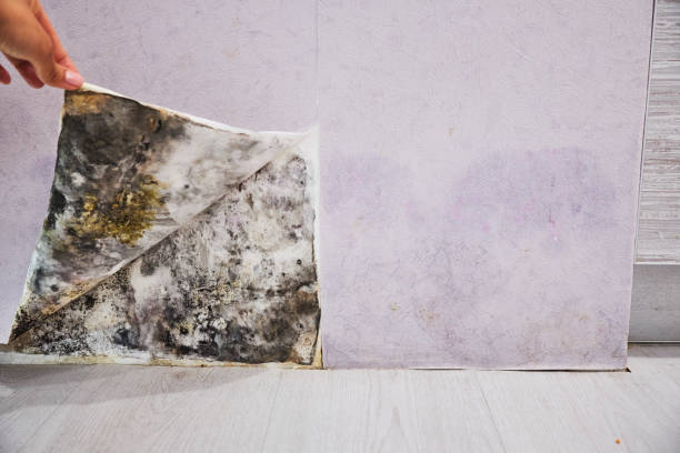 Best Commercial Mold Removal  in Goodview, MN